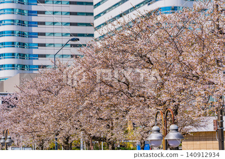 [Kanagawa Prefecture] Yokohama Minato Mirai: The scenery of Sakura Street with cherry blossoms in bloom. 140912934