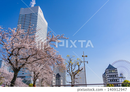 [Kanagawa Prefecture] Yokohama Minato Mirai: The scenery of Sakura Street with cherry blossoms in bloom. 140912947