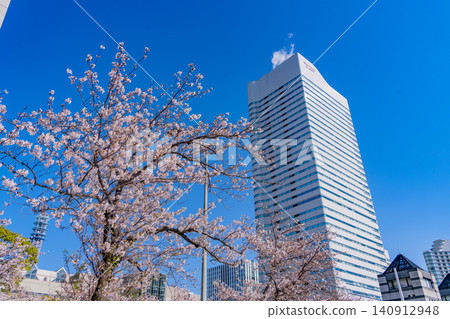 [Kanagawa Prefecture] Yokohama Minato Mirai: The scenery of Sakura Street with cherry blossoms in bloom. 140912948