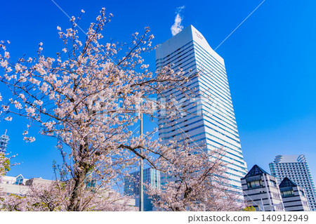 [Kanagawa Prefecture] Yokohama Minato Mirai: The scenery of Sakura Street with cherry blossoms in bloom. 140912949