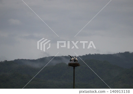 霧氣繚繞的山間,一個鳥巢和一隻鸛。 霧氣繚繞的山間,一個鳥巢和一隻鸛。 140913138