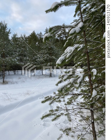 Snow Covered Pine Tree in Peaceful Winter Forest Snow Covered Pine Tree in Peaceful Winter Forest 140913170