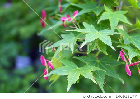 Momiji leaves which started to color Momiji leaves which started to color 140913177