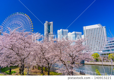 (Kanagawa Prefecture) Yokohama Minato Mirai: Cherry blossoms in full bloom and skyscrapers (Kanagawa Prefecture) Yokohama Minato Mirai: Cherry blossoms in full bloom and skyscrapers 140913221
