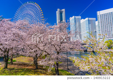 (神奈川縣)橫濱港未來:櫻花盛開,摩天大樓林立 (神奈川縣)橫濱港未來:櫻花盛開,摩天大樓林立 140913222