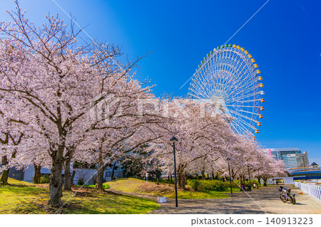 (Kanagawa Prefecture) Yokohama Minato Mirai: Cherry blossoms in full bloom and skyscrapers 140913223