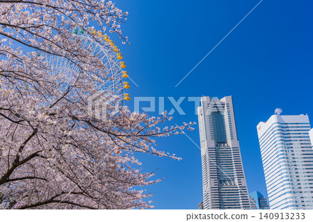 (Kanagawa Prefecture) Yokohama Minato Mirai: Cherry blossoms in full bloom and skyscrapers (Kanagawa Prefecture) Yokohama Minato Mirai: Cherry blossoms in full bloom and skyscrapers 140913233