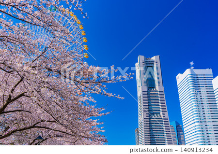 (Kanagawa Prefecture) Yokohama Minato Mirai: Cherry blossoms in full bloom and skyscrapers (Kanagawa Prefecture) Yokohama Minato Mirai: Cherry blossoms in full bloom and skyscrapers 140913234