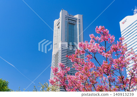 (Kanagawa Prefecture) Yokohama Minato Mirai: Cherry blossoms in full bloom and skyscrapers (Kanagawa Prefecture) Yokohama Minato Mirai: Cherry blossoms in full bloom and skyscrapers 140913239