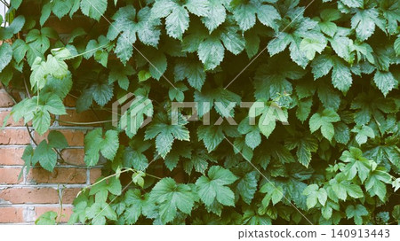 Dense thickets of green climbing hops entwine an old red brick wall. A dense carpet of carved leaves, streaked with water droplets, partially exposes the brickwork, creating a picturesque hedge. 140913443