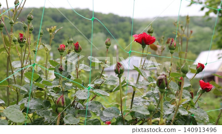 bush of bright red roses with unblown buds twines around a garden net. The foliage is covered with raindrops. In the blurred background, the roof of a country house and hills are visible bush of bright red roses with unblown buds twines around a garden net. The foliage is covered with raindrops. In the blurred background, the roof of a country house and hills are visible 140913496