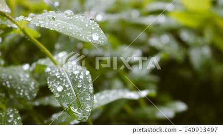 macro shot of green leaves covered in clear drops of morning dew or rain. The wet foliage in the foreground is sharply focused, while the background fades into a soft, blurred, natural bokeh macro shot of green leaves covered in clear drops of morning dew or rain. The wet foliage in the foreground is sharply focused, while the background fades into a soft, blurred, natural bokeh 140913497