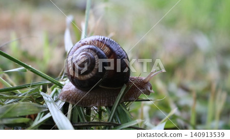 close-up of a grape snail crawling through mown grass. The round shell, with its distinct brown spiral pattern, contrasts beautifully with the soft, blurred green background and the texture of snail close-up of a grape snail crawling through mown grass. The round shell, with its distinct brown spiral pattern, contrasts beautifully with the soft, blurred green background and the texture of snail 140913539