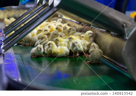 Newly Hatched Chicks on Conveyor Belt in Modern Poultry Hatchery Facility 140913542