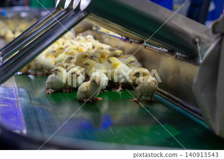 Newly Hatched Chicks on Conveyor Belt in Modern Poultry Hatchery Facility Newly Hatched Chicks on Conveyor Belt in Modern Poultry Hatchery Facility 140913543