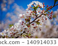Sakura that shines in the blue sky 140914033