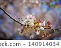 Cherry blossoms herald the arrival of spring 140914034