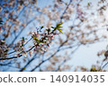 Cherry blossoms and young leaves 140914035