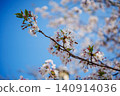 Sakura that shines in the blue sky 140914036