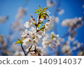Sakura that shines in the blue sky 140914037