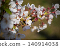 Cherry blossoms illuminated by sunlight 140914038