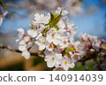 Cherry blossoms illuminated by sunlight 140914039