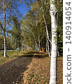 Autumn birch trees lining a path covered in fallen leaves, a natural landscape under a clear blue sky. 140914054