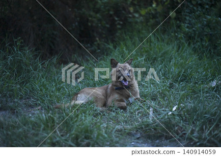 Dog grass forest animal canine brown dog resting in green woodland path Dog grass forest animal canine brown dog resting in green woodland path 140914059