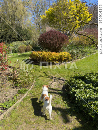 Jack Russell Terrier Dog in Green Garden Jack Russell Terrier Dog in Green Garden 140914363