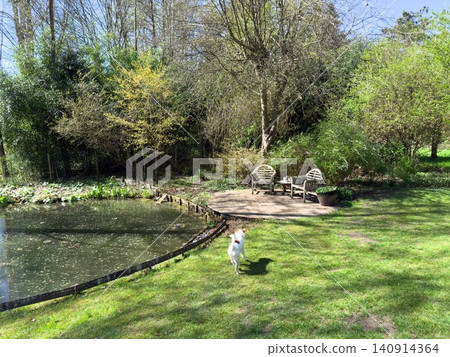 Jack Russell Terrier Dog in Green Garden Jack Russell Terrier Dog in Green Garden 140914364