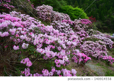 宮野杜鵑花園 宮野杜鵑花園 140914558
