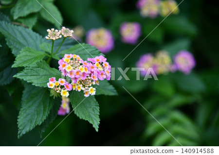 Lantana flowers Lantana flowers 140914588