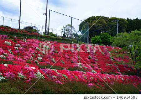 池之山旅館場地下方的杜鵑花 池之山旅館場地下方的杜鵑花 140914595