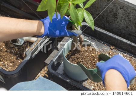 一隻戴著藍色手套的手將一株盆栽幼苗栽入花盆土壤中的那一刻。 一隻戴著藍色手套的手將一株盆栽幼苗栽入花盆土壤中的那一刻。 140914661