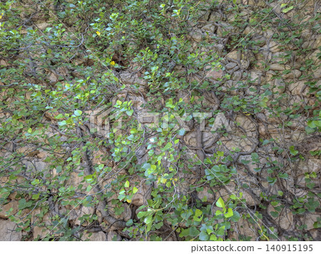 The stone wall of a ruined Moorish village sits in Vall de Ebo, Spain. Green ivy grows over the ancient stones, blending nature with history. The stone wall of a ruined Moorish village sits in Vall de Ebo, Spain. Green ivy grows over the ancient stones, blending nature with history. 140915195