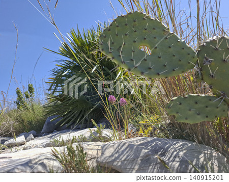 Prickly pear cactus is found with various wild plants on a rocky hillside in the mountains of Alicante Spain under a clear blue sky. The area is sunny and dry. Prickly pear cactus is found with various wild plants on a rocky hillside in the mountains of Alicante Spain under a clear blue sky. The area is sunny and dry. 140915201