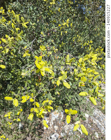 Sunlight shines through yellowish green leaves of a Mediterranean holm oak shrub. The shrub grows in a dry rocky area surrounded by nature. Sunlight shines through yellowish green leaves of a Mediterranean holm oak shrub. The shrub grows in a dry rocky area surrounded by nature. 140915227