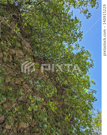 Looking up at a vintage masonry wall that is covered with green plants. The sky is clear and bright. Natural light shines on the scene. Looking up at a vintage masonry wall that is covered with green plants. The sky is clear and bright. Natural light shines on the scene. 140915229