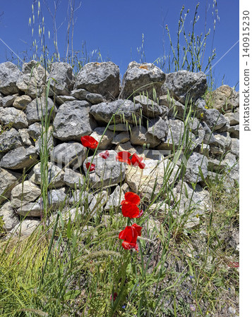 Bright red common poppies grow among tall grass near an ancient stone wall in a Mediterranean area. The sky is clear and blue on this sunny day. Bright red common poppies grow among tall grass near an ancient stone wall in a Mediterranean area. The sky is clear and blue on this sunny day. 140915230