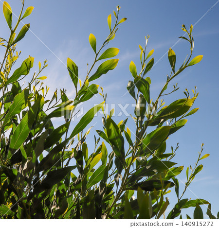 Bush branches with fresh green leaves and new growth reaching towards a clear blue sky on a sunny day Bush branches with fresh green leaves and new growth reaching towards a clear blue sky on a sunny day 140915272