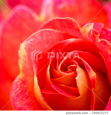 Rose petals forming a vibrant spiral, creating a blooming natural background for love and beauty concepts 140915277