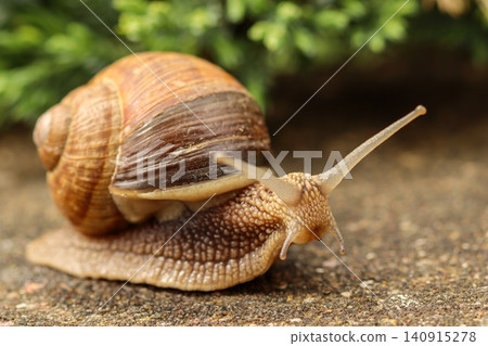 Snail crawling on a textured stone surface, displaying its spiraled shell and extended eye stalks in macro view Snail crawling on a textured stone surface, displaying its spiraled shell and extended eye stalks in macro view 140915278