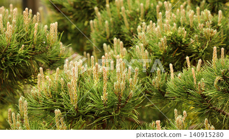 Pine tree branches creating new spring growth, showing many young shoots and green needles in a detailed view Pine tree branches creating new spring growth, showing many young shoots and green needles in a detailed view 140915280