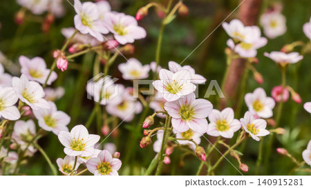 Delicate white and pink saxifrage flowers blooming in a lush garden during springtime, showing natural beauty macro closeup Delicate white and pink saxifrage flowers blooming in a lush garden during springtime, showing natural beauty macro closeup 140915281