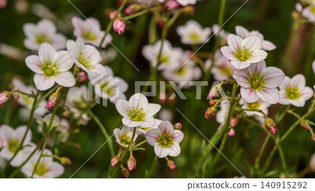 Delicate saxifrage flowers blooming in a lush garden, showcasing white petals with pink veins and yellow stamens Delicate saxifrage flowers blooming in a lush garden, showcasing white petals with pink veins and yellow stamens 140915292