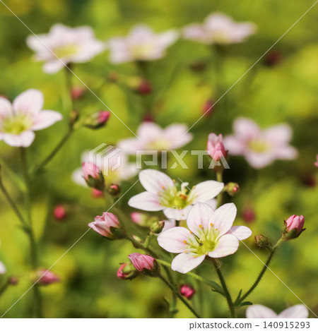 Small pale pink flowers with green centers and scattered pink buds growing in a vibrant green garden background Small pale pink flowers with green centers and scattered pink buds growing in a vibrant green garden background 140915293