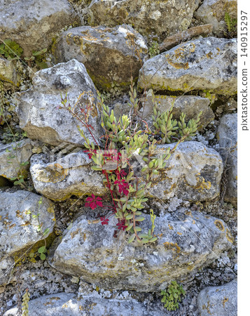 A rock stonecrop plant grows from the crevices of an old limestone wall. Yellow moss covers the stones. Sunlight shines on the scene. A rock stonecrop plant grows from the crevices of an old limestone wall. Yellow moss covers the stones. Sunlight shines on the scene. 140915297