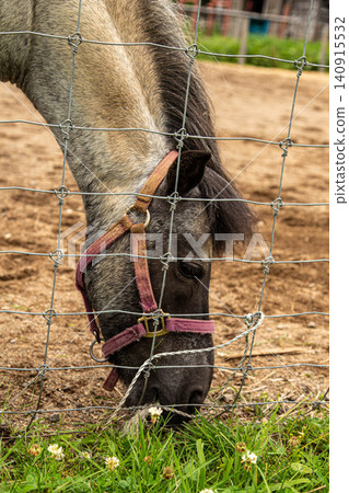 Donkeys on a farm in Iwate Prefecture Donkeys on a farm in Iwate Prefecture 140915532