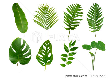 Banana, palm and momstera green leaf tropical plant isolated on white background. Banana, palm and momstera green leaf tropical plant isolated on white background. 140915539