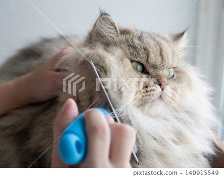 Close-up of an Asian owner brushing a fluffy Persian cat under its chin with a slicker brush indoors. 140915549